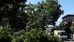 El �rbol ca�do en el barrio de A Caeira, en Poio