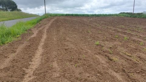 Un aspecto de una finca del ganadero Santiago Gmez que fue atacada despus de sembrarla de maz