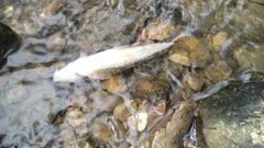 Trucha muerta en el r�o Abo�o