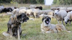 Mastines que los ganaderos usan como proteccin contra los ataques del lobo