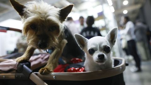 Perros en una exposici�n canina.