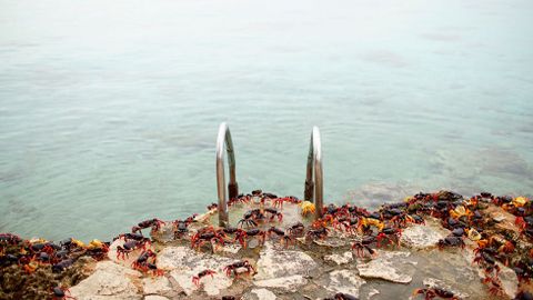 Cangrejos rojos caminan desde los bosques al mar para desovar en playa Gir�n (Cuba)