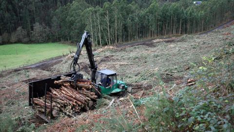 La actividad forestal ha ido en aumento �ltimamente en muchos municipios de Galicia