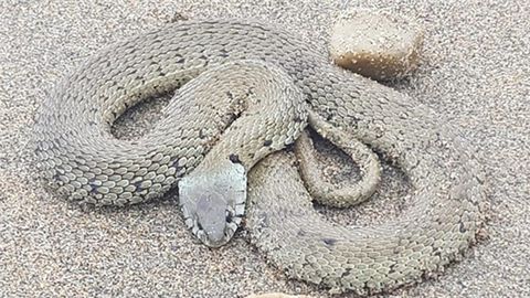Una serpiente de collar encontrada en la playa de Salinas