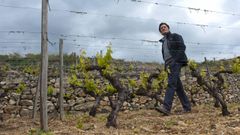 Rafael Palacios, en los vi�edos de As Sortes, en la D. O. Valdeorras
