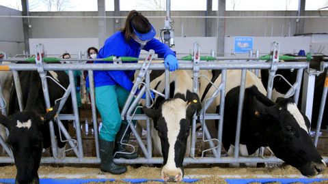 Los alumnos de Veterinaria ya realizan pr�cticas en la Granxa Experimental Gayoso Castro de la Diputaci�n de Lugo