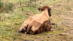 Una de las vacas, en los huesos, en la finca de Ser�n, en Gij�n