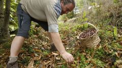 Recogida de casta�as en un souto de Camporramiro, en el municipio de Chantada