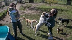 Un grupo de perros disfruta en residencia K-Nine, en Lousame, con sus cuidadoras.