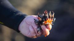 Percebe de A Barca de Mux�a