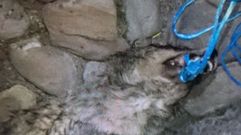 Cabezas de lobo, en el Puente Romano de Cangas de On�s.Cabezas de lobo, en el Puente Romano de Cangas de On�s 