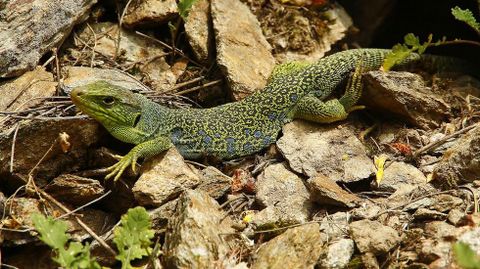 El lagarto ocelado es uno de los animales que se pueden ver en el entorno del río