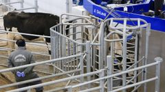 La Granxa Experimental do Leite tiene un robot de orde�o