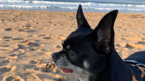 Un chihuahua disfruta de un d�a de playa