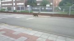 Jabal� por el centro de Viveiro