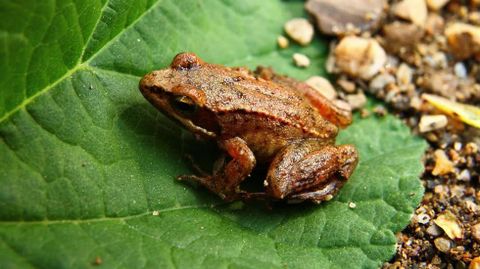 La rana ibérica o patilarga forma parte de la fauna del Cabe