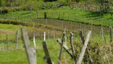 Los postes que marcan la divisi�n de las fincas se multiplican en el paisaje de A Estrada