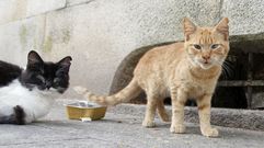 Imagen de archivo de gatos callejeros.