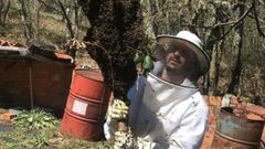 Miguel Rodr�guez en pleno proceso de captura dun enxame silvestre,  o m�todo co que montou a maior parte das s�as primeiras colmeas