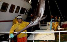 Un palangrero de superficie descarga pez espada en el puerto de Vigo.