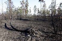 El fuego arras� una hect�rea de monte urbano muy cercano a unas viviendas.