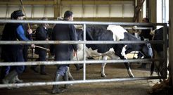 En la Centra  la mayor facturaci�n es la de las vacas de desvieje salvo excepci�n como ayer. 