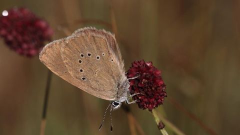 La mariposa hormiguera oscura