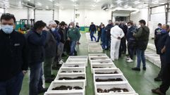 As� de concurrida estuvo la subasta de marisco de este martes en Burela, donde se concentra la oferta de esos tesoros del mar en A Mari�a y donde vuelven a subastarlos este mi�rcoles por la tarde