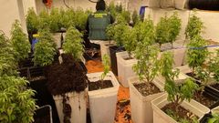 La Guardia Civil se incaut de 2.100 kilos de marihuana en esta operacin.