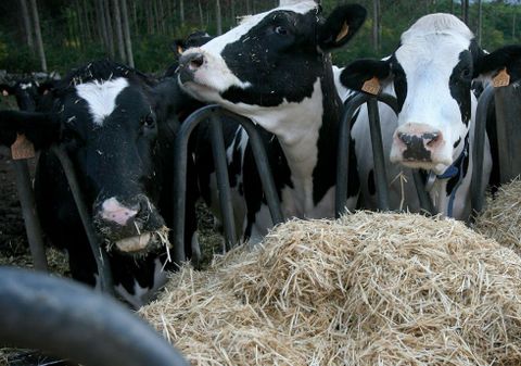 En la zona entregan leche cerca de 1.500 ganaderos. 