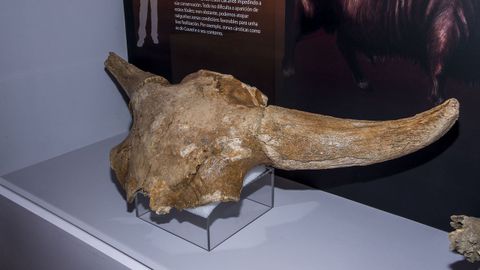 Fragmento de cr�neo y cuernos de bisonte lanudo
