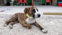 Kira es una perra que est� en adopci�n en la protectora de Animales de Oriente
