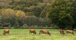 El campo gallego tiene a�n la hierba verde y fresca, lo que permite alimentarse a las vacas, en la foto, una finca de Lugo. 