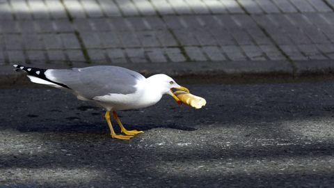 Una gaviota con un trozo de pan en el pico