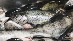 Truchas arco iris criadas en una piscifactor�a gallega (foto de archivo).