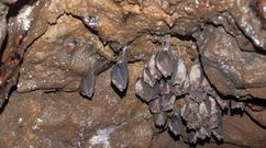Colonia de murci�lagos en una cueva