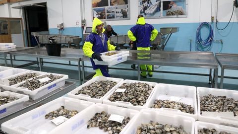 Subasta de almeja en la lonja de Aguio