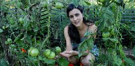 <span lang= es-es >Tomates de Bergondo</span>. Yudit Garc�a dirigir� hoy una cata de tomates en la plaza de la Constituci�n de Betanzos. Ayer recog�a parte del material en su huerta de Bergondo.
