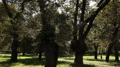 Carballeira de Caldas de Reis.