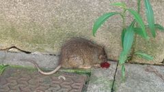 Rata muerta encontrada en el centro