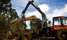 Los ayuntamientos unifican criterios para mitigar los da�os que causan las talas de madera.