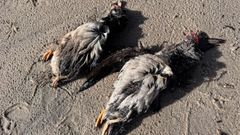 En las playas de Muros-Noia se han detectado gran cantidad de aves muertas, al igual que en las de Barbanza y Vigo