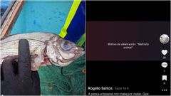 Captura del vdeo con la pancha mordida y el mensaje de TikTok justificando la eliminacin del contenido