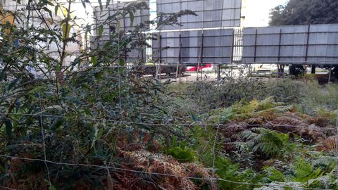Vegetaci�n en un solar ubicado entre la carretera de la Costa y la calle Aller, en pleno centro de Gij�n