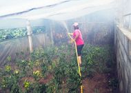 Una mujer trata de defender del fuego su explotaci�n de pimientos, el mi�rcoles en Herb�n. 