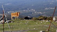 El mal estado de los cierres en la sierra facilita que los animales infectados interactun con los de otras explotaciones ganaderas.