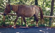 El empleo de trancas en las patas de los caballos est� prohibido por ley (en la imagen, Casti�eiras). 
