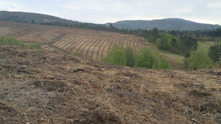 En la parroquia vilalbesa de Vilapedre se prepar� terreno y se hizo una plantaci�n de pinos y de eucaliptos