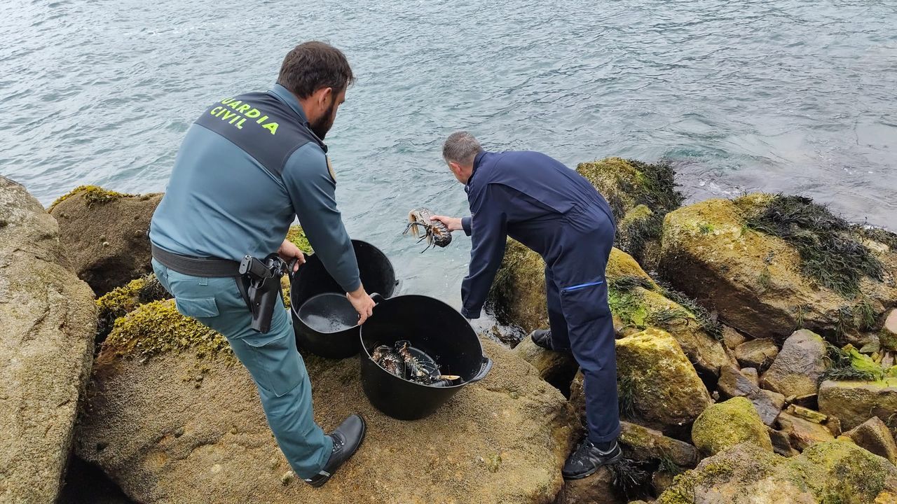 La Guardia Civil decomisa casi medio centenar de bogavantes capturados por un pesquero en la costa lucense cuando están en veda