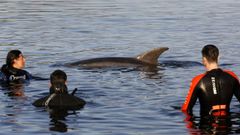 Miembros de Cemma, con el delf�n Manoli�o en Outes